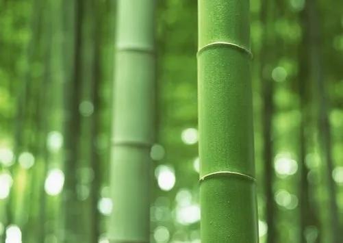 竹子的寓意和象征意义是什么？